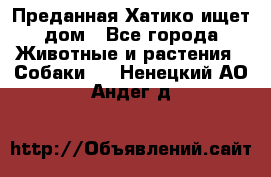 Преданная Хатико ищет дом - Все города Животные и растения » Собаки   . Ненецкий АО,Андег д.